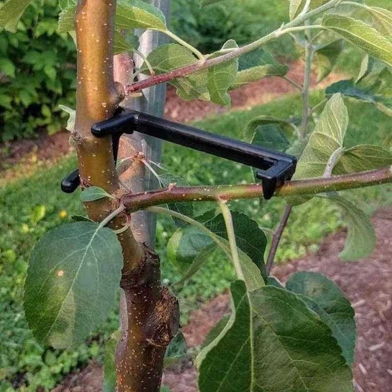 Fruit Roll Up - Extracteur de branches d'arbres fruitiers, Clips